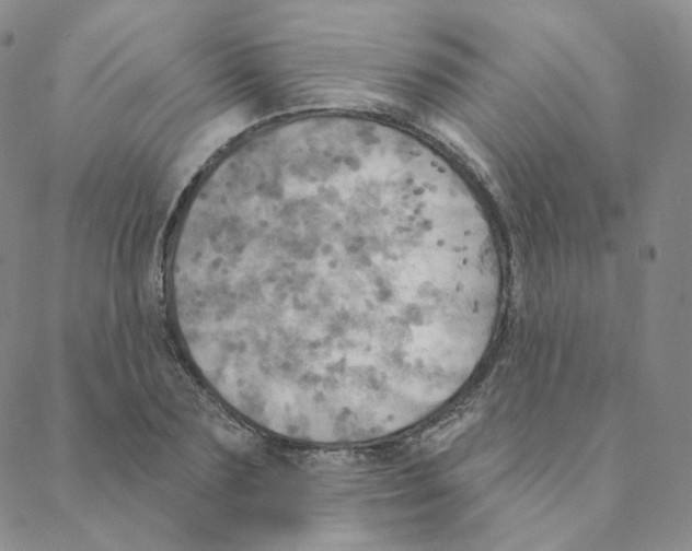 X0000088390883200706191330