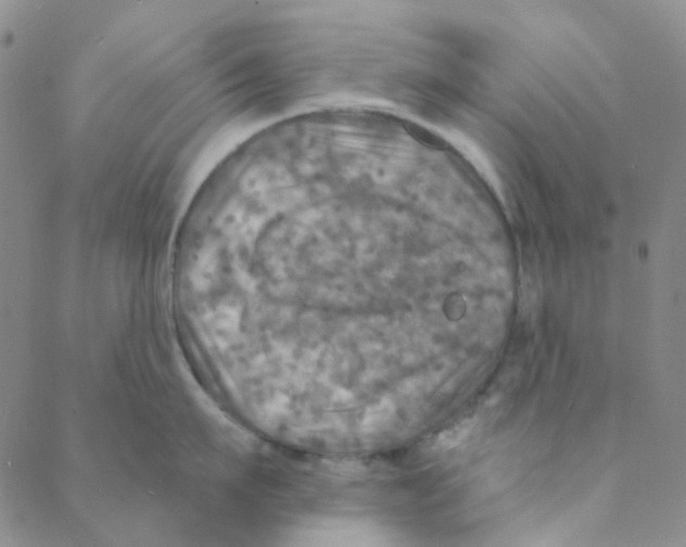 X0000088390911200706191329