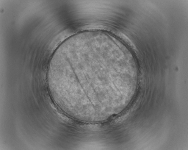 X0000088390937200706191329