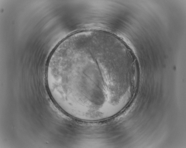 X0000088390941200706191329