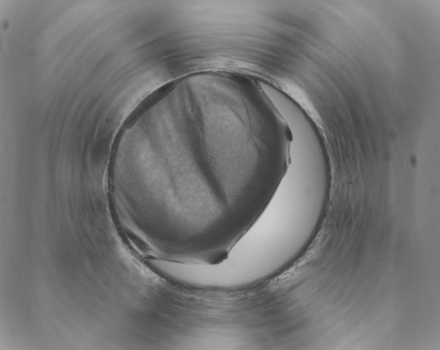 X0000088390946200706191329