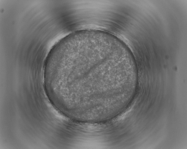 X0000088390987200706191328