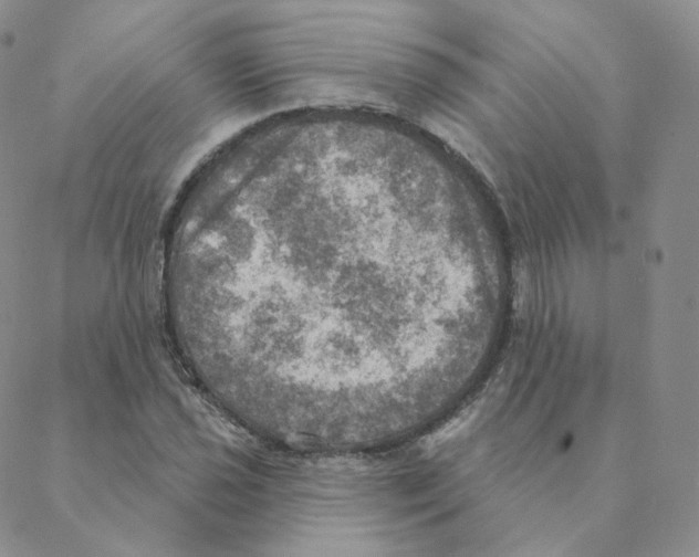 X0000088391021200706191327