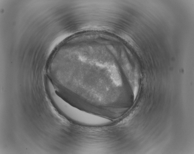 X0000088391030200706191327