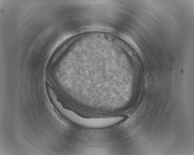 X0000088391043200706191328