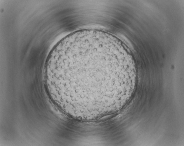 X0000088391044200706191328