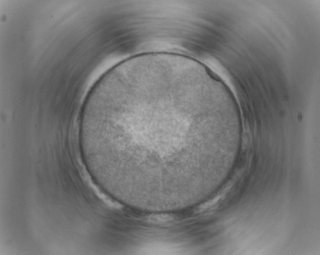 X0000088391053200706191328