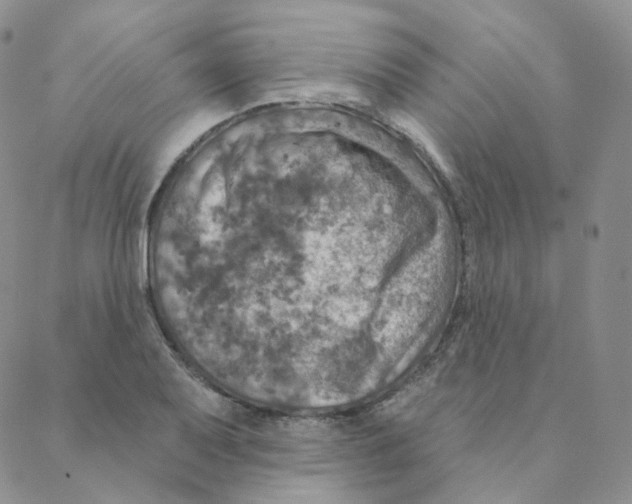 X0000088391079200706191327