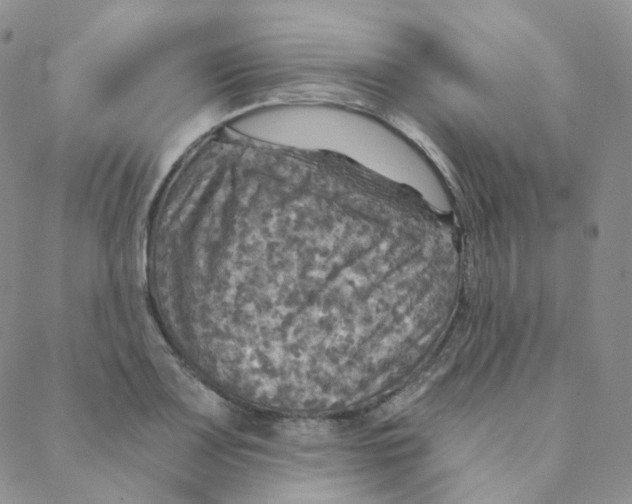 X0000088391083200706191327