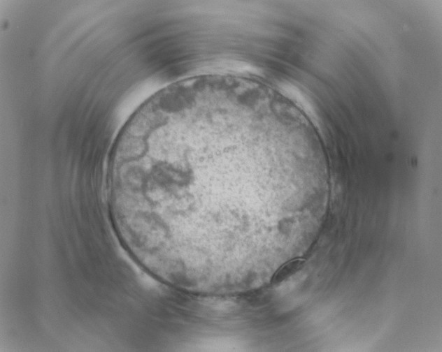 X0000088391103200706191326