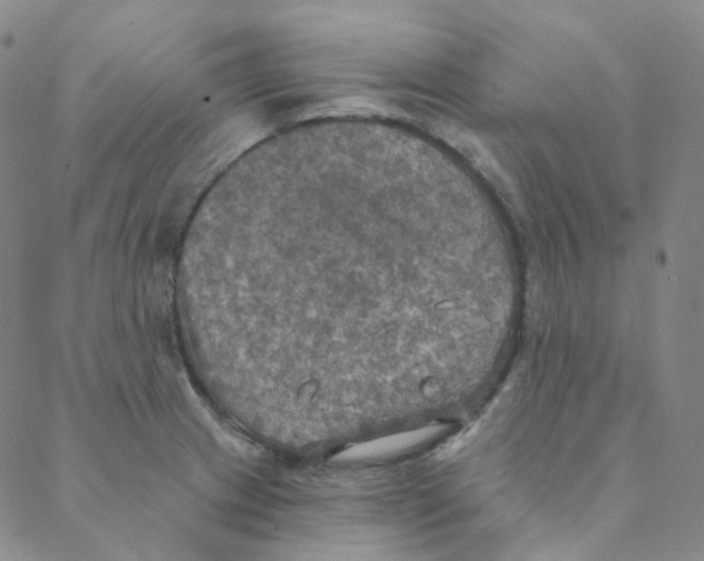 X0000088391233200706191325