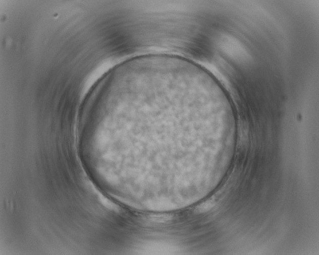 X0000088391294200706191323