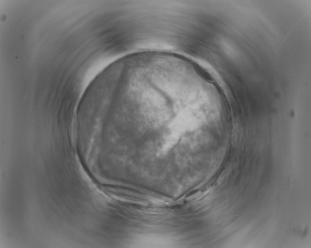 X0000088391295200706191323