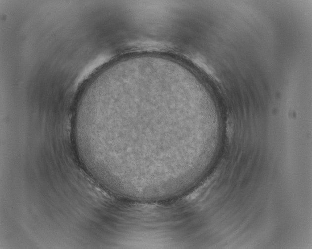 X0000088391309200706191323