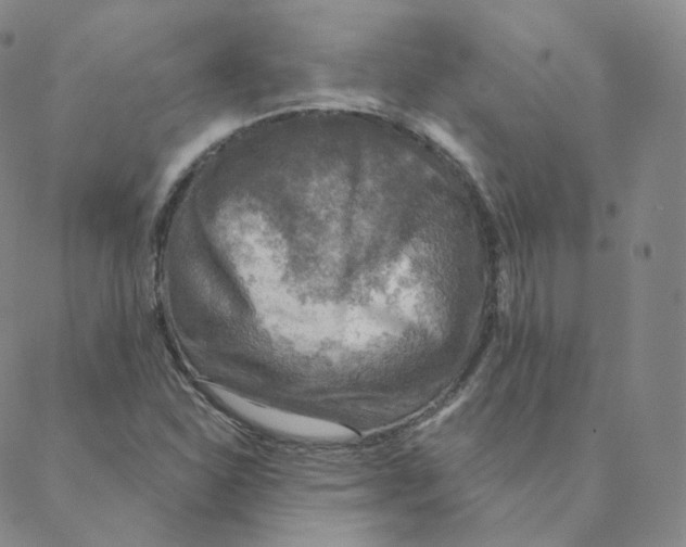 X0000088391310200706191323