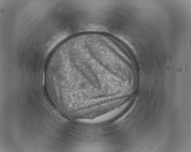 X0000088391317200706191323