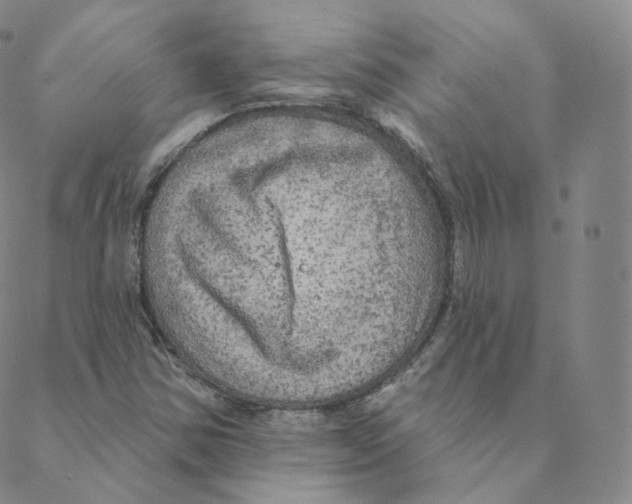 X0000088391354200706191322