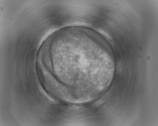 X0000088391374200706191322