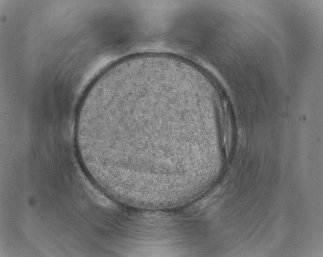 X0000088391416200706191321