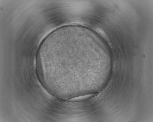 X0000088391420200706191321