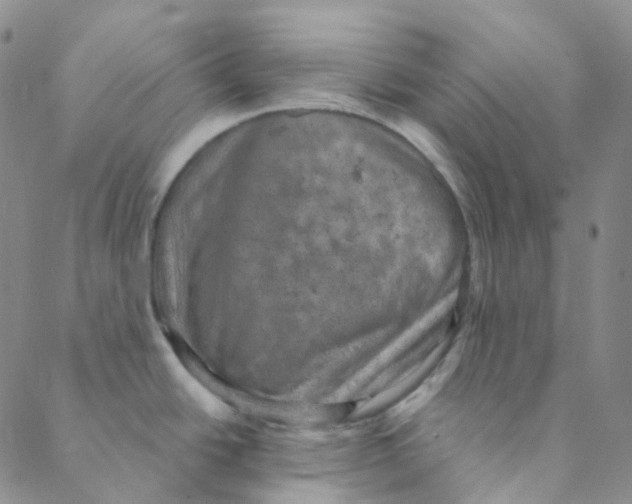 X0000088391438200706191322