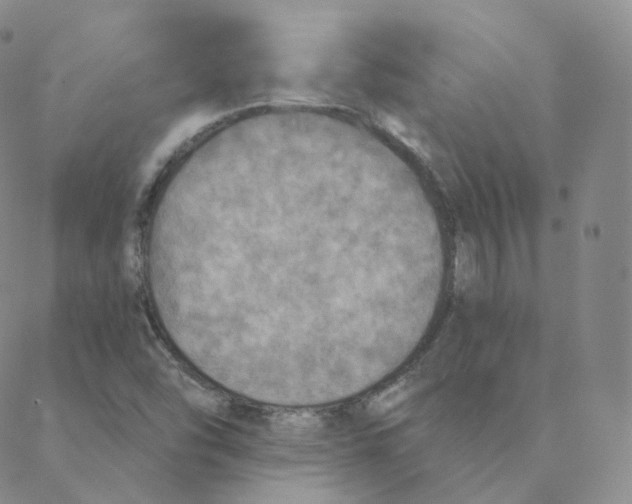 X0000088391454200706191321