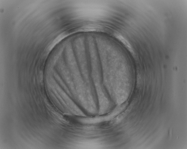 X0000088391465200706191320