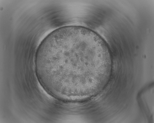 X0000088391468200706191320