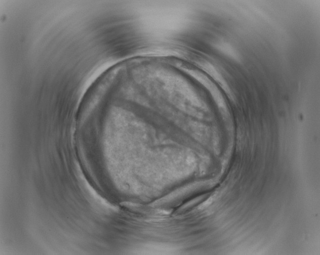 X0000088391484200706191320