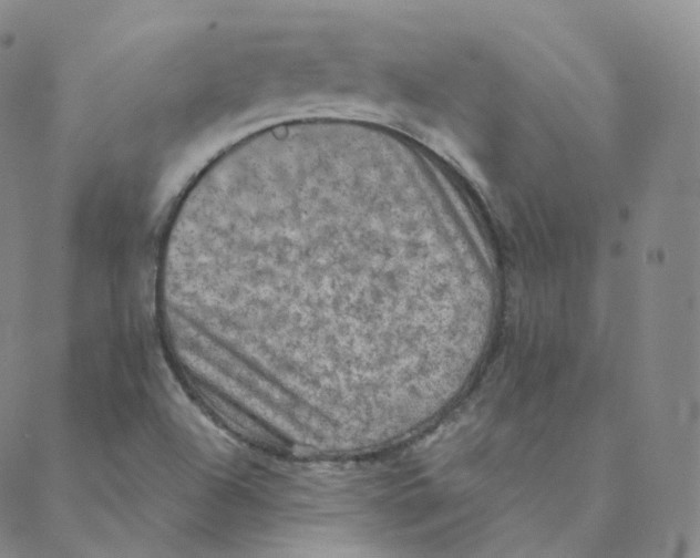 X0000088391504200706191320