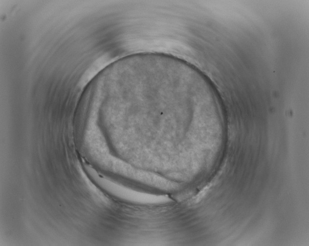 X0000088391521200706191320