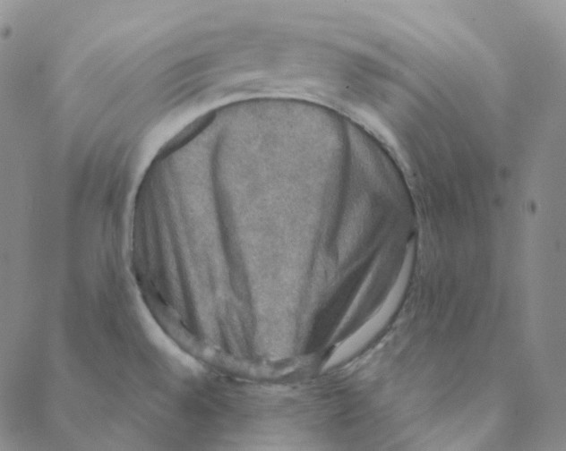 X0000088391528200706191320