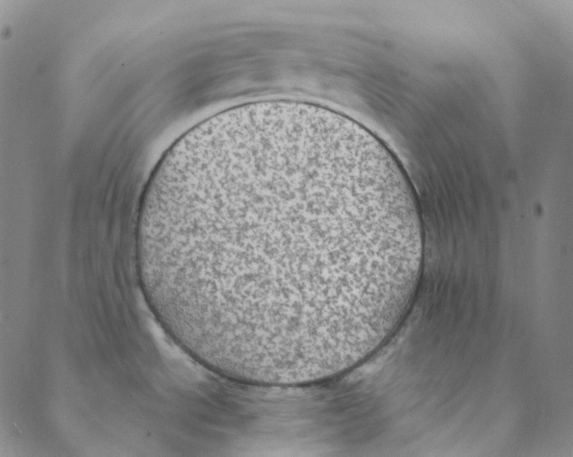 X0000088391534200706191320