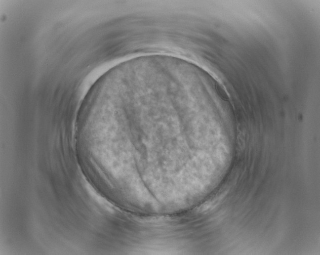 X0000088391535200706191320