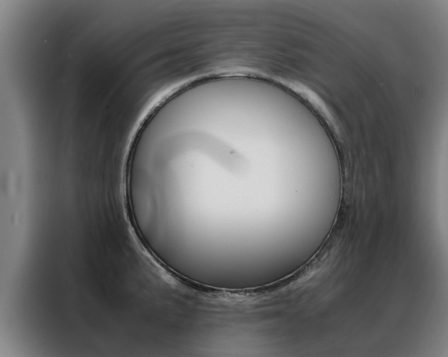 X0000088401191200705220815