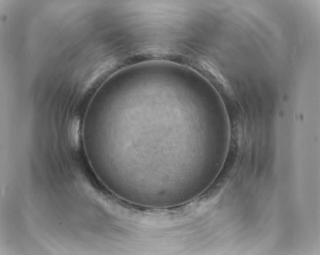 X0000088400024200705221134