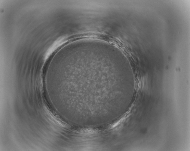 X0000088400198200705221131