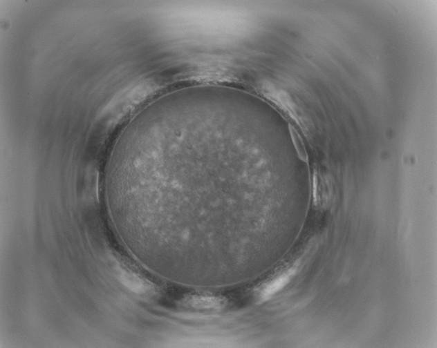 X0000088400205200705221131