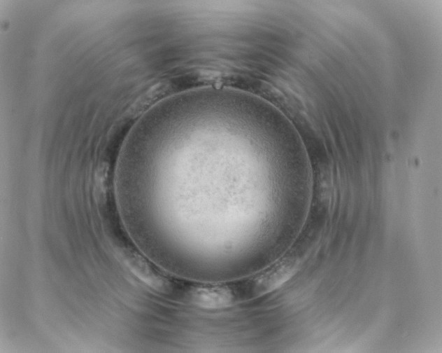 X0000088400275200705221130