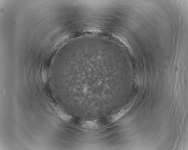 X0000088400285200705221130