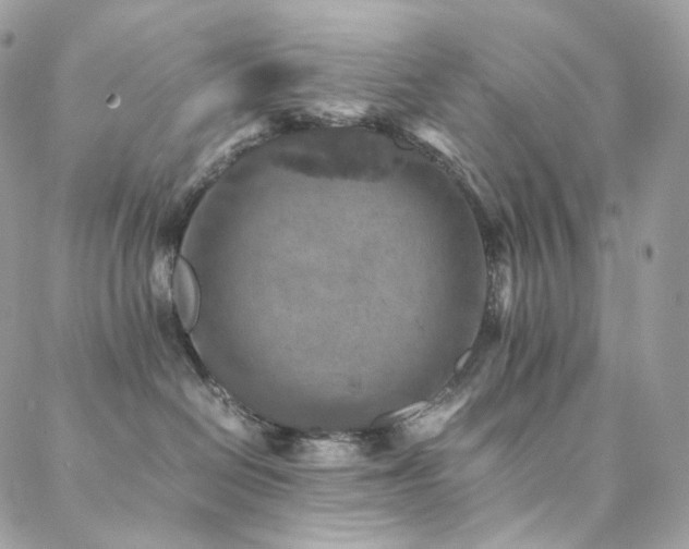 X0000088400286200705221130