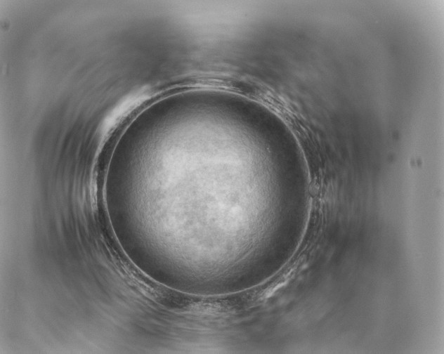 X0000088400294200705221130