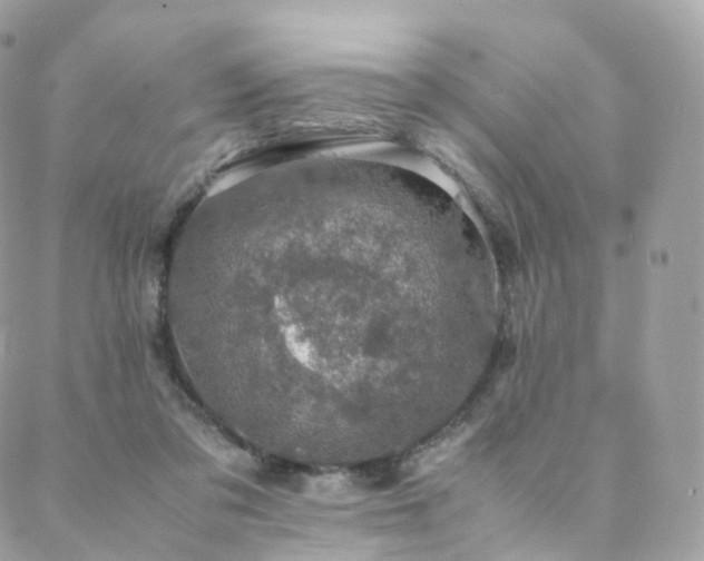 X0000088400309200705221129