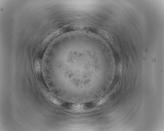 X0000088400335200705221129