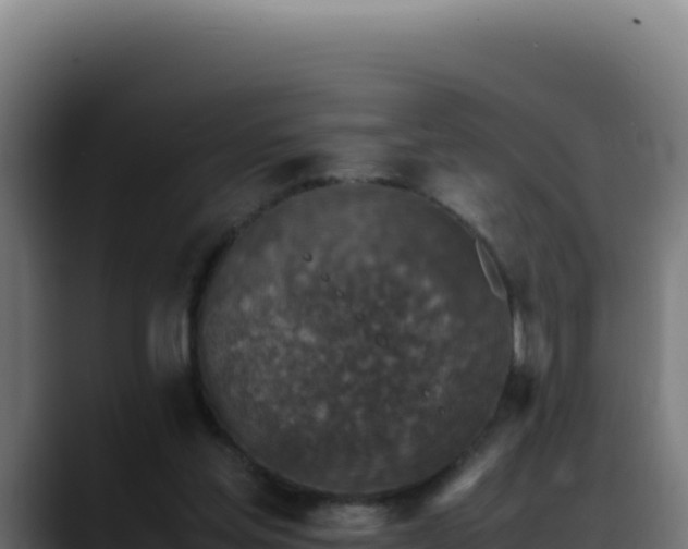 X0000088400205200705291435