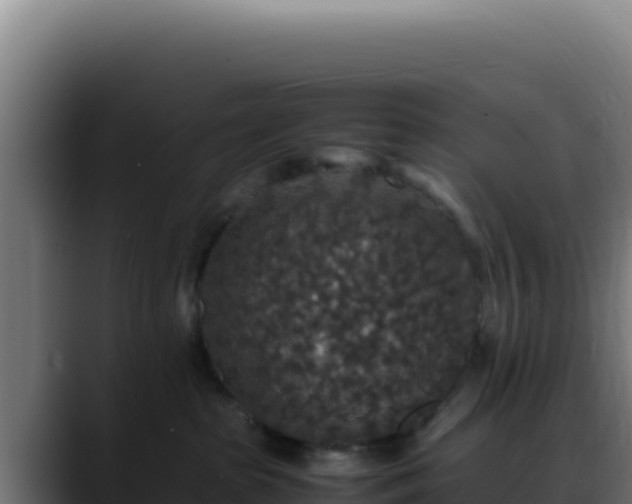 X0000088400285200705291435