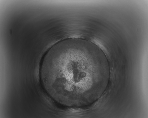 X0000088400346200705291433