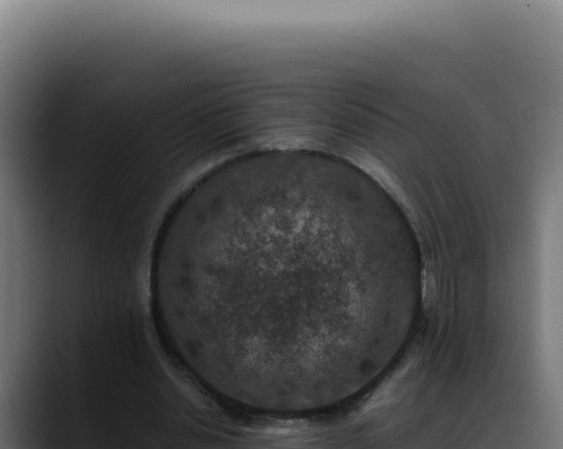 X0000088400438200705291432