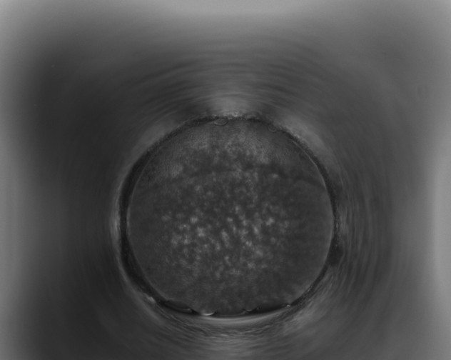 X0000088400630200705291429