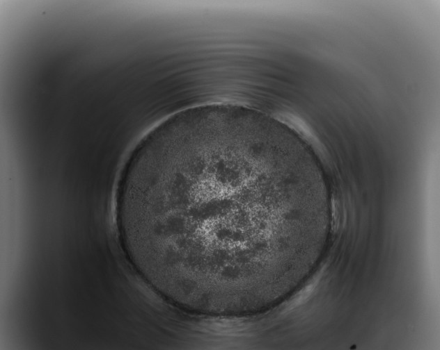 X0000088400780200705291428